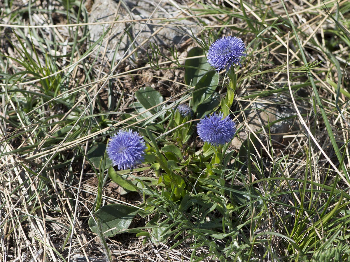 Globularia bisnagarica